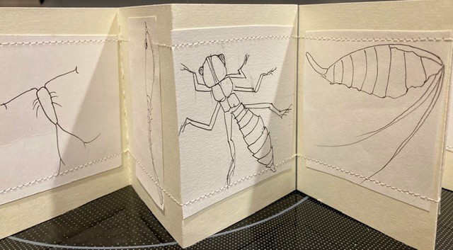 Accordian Book with Insects